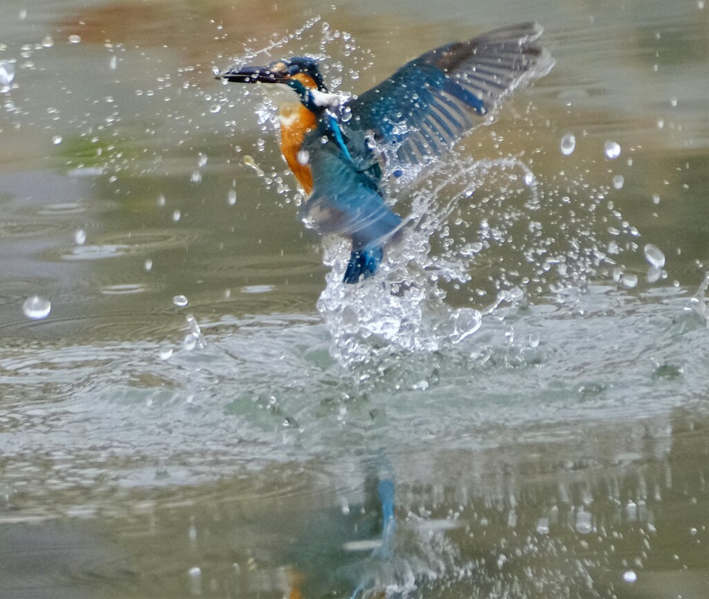 カワセミ　出水2