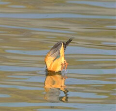 カワセミ　入水2