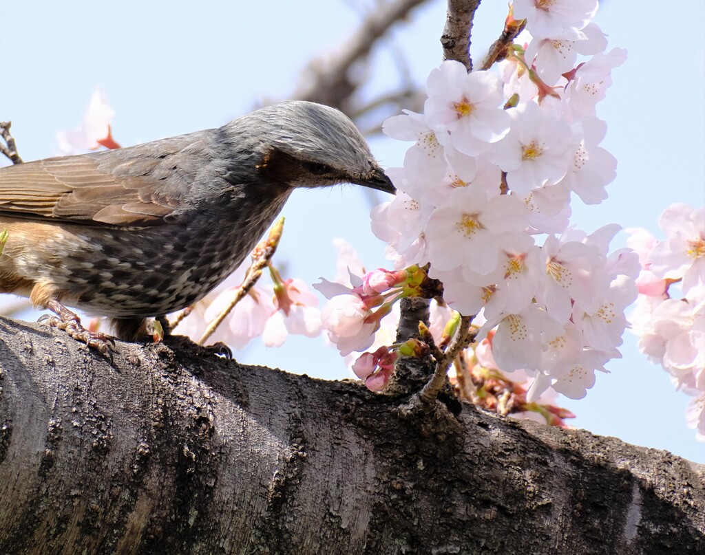 桜　ヒヨドリ