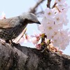 桜　ヒヨドリ