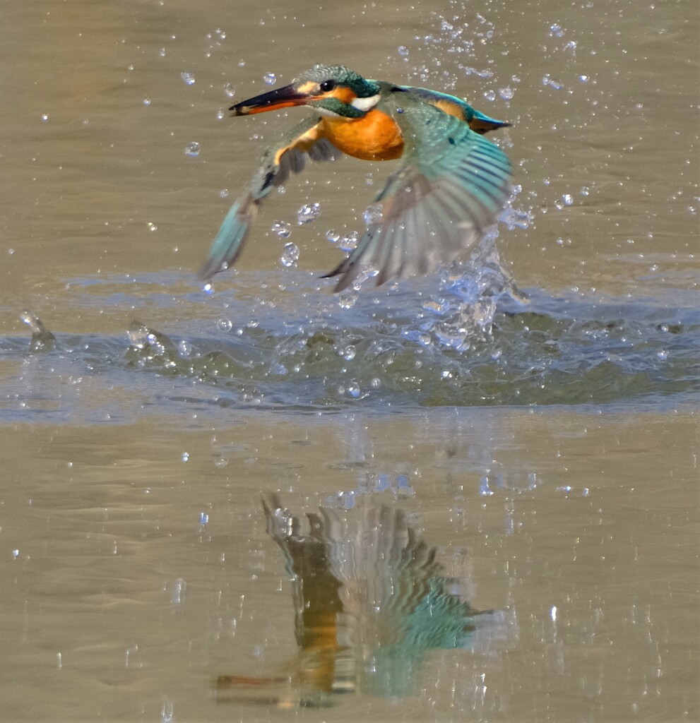 カワセミ　離水2