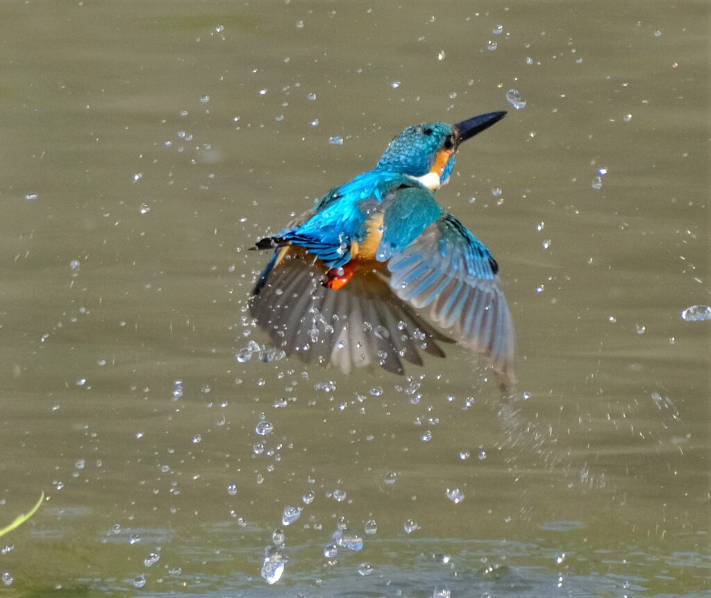 カワセミ　出水2