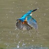 カワセミ　出水2