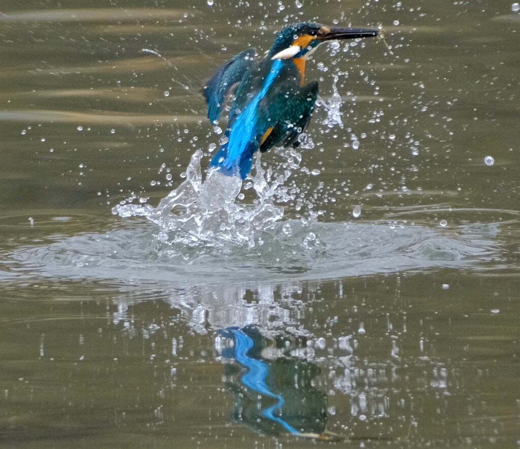 カワセミ　出水3
