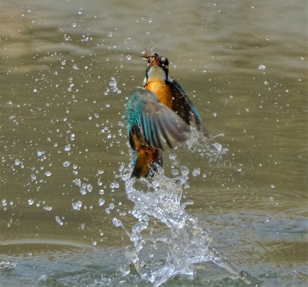 カワセミ　出水2