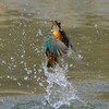 カワセミ　出水2