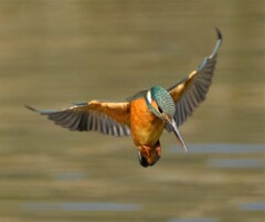 カワセミ　一旦停止