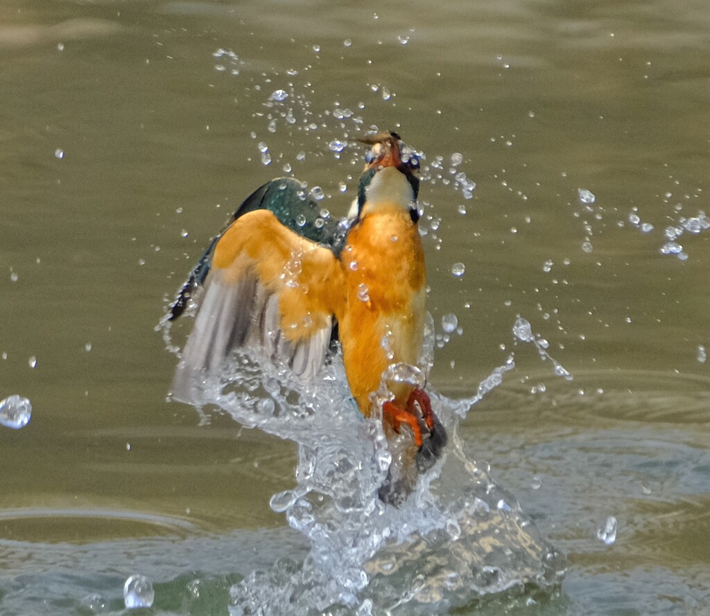カワセミ　出水1