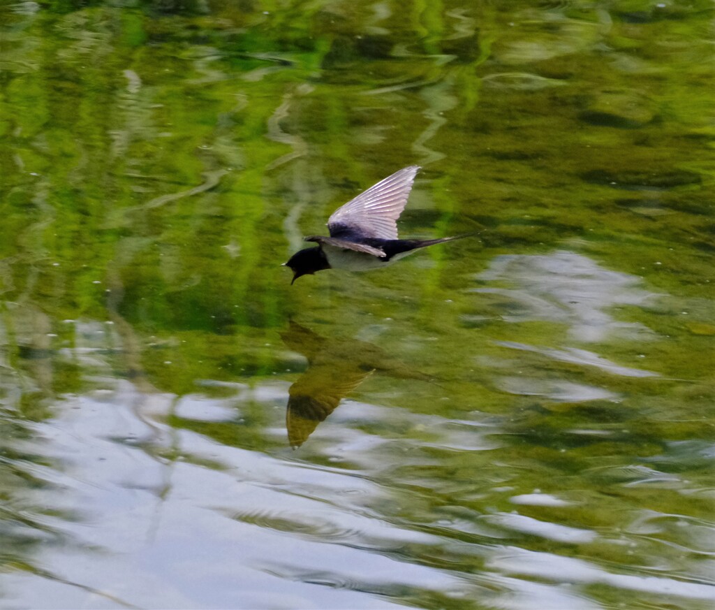 ツバメ給水1