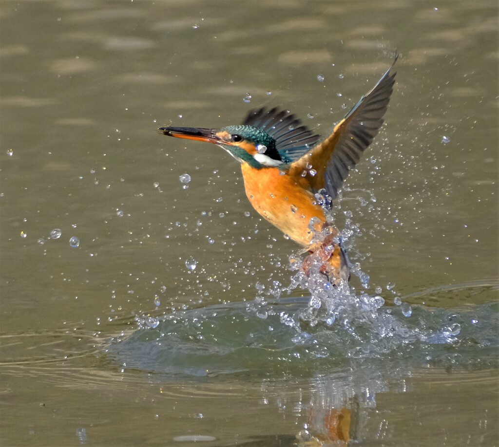 カワセミ　出水