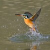 カワセミ　出水