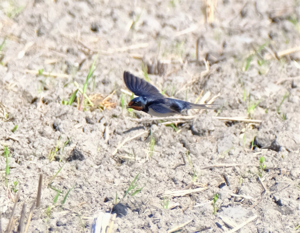 地を這う様に飛ぶ3