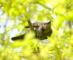 ヒヨドリ新緑を飛ぶ1