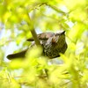 ヒヨドリ新緑を飛ぶ1