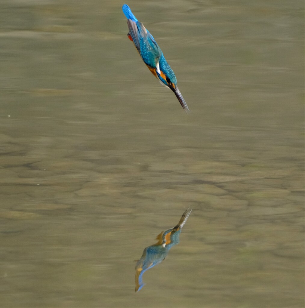 カワセミ　ダイブ