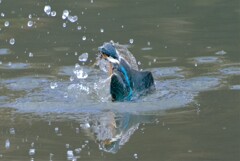 カワセミ　出水1