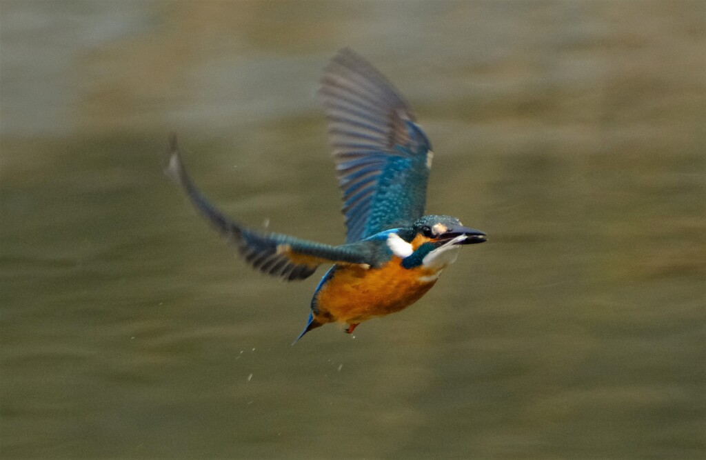カワセミ　離水後飛翔1