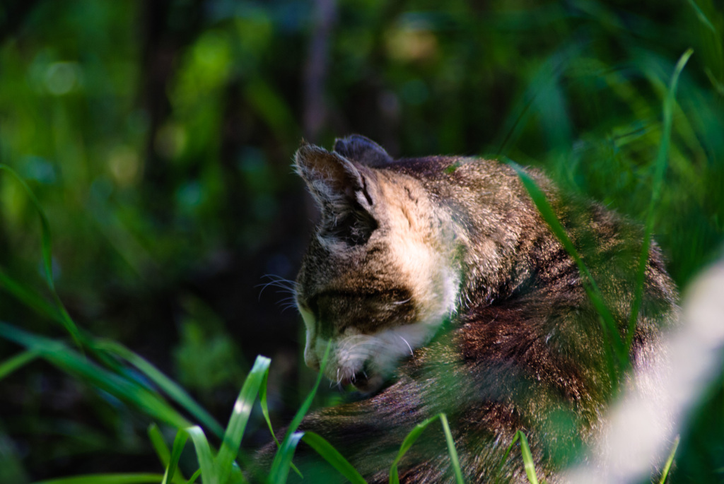 猫の毛づくろい