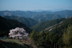 八徳の一本桜