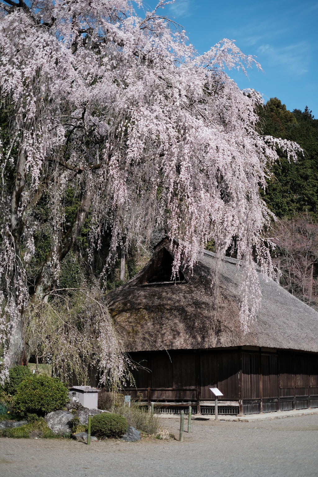 高麗家住宅のしだれ桜