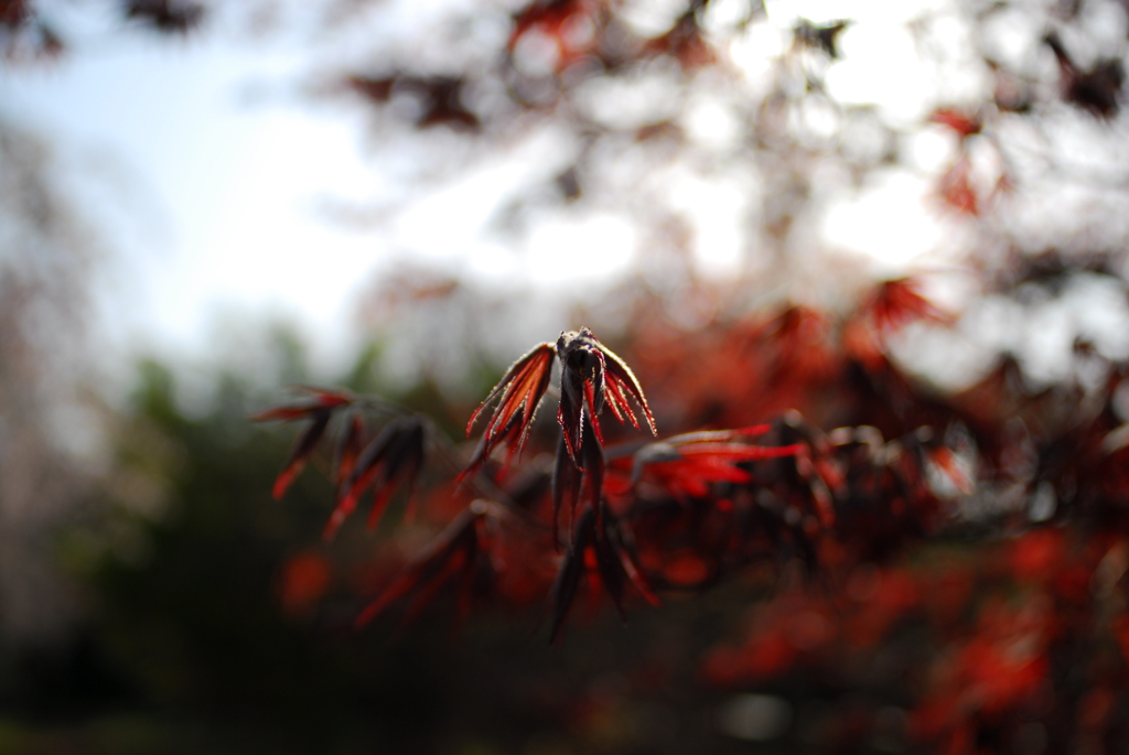 紅鏡