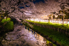 川越夜桜