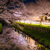 川越夜桜