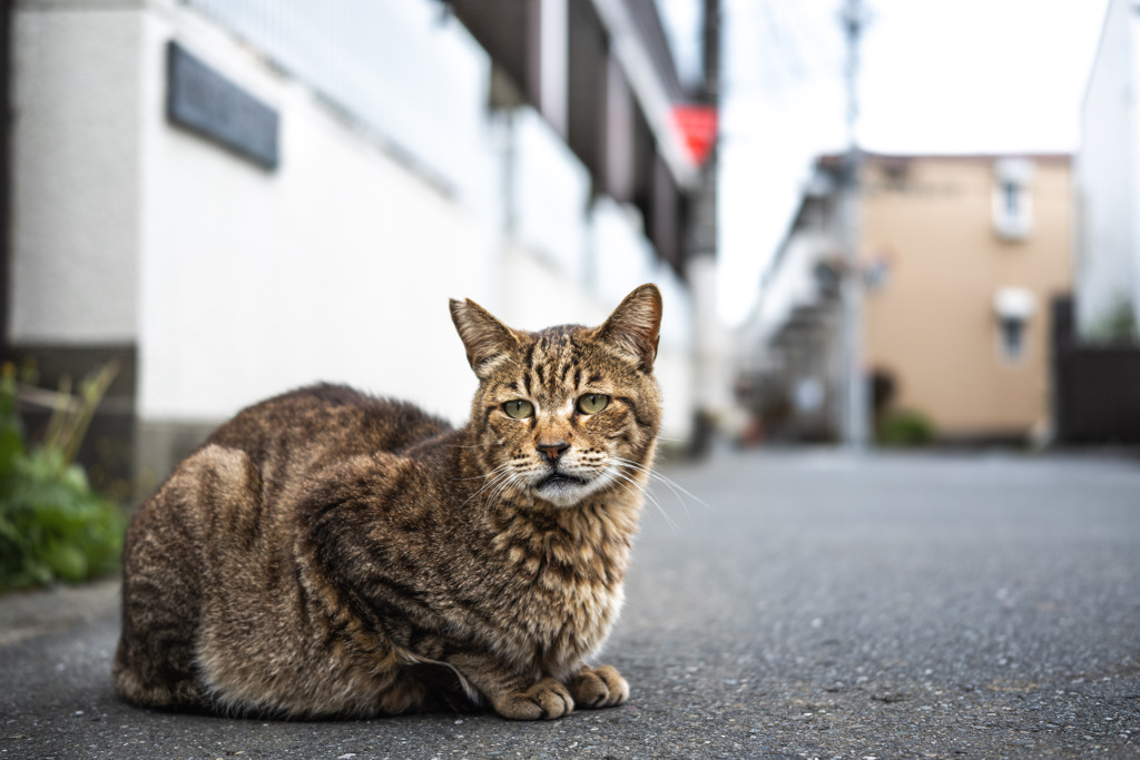 ねこ