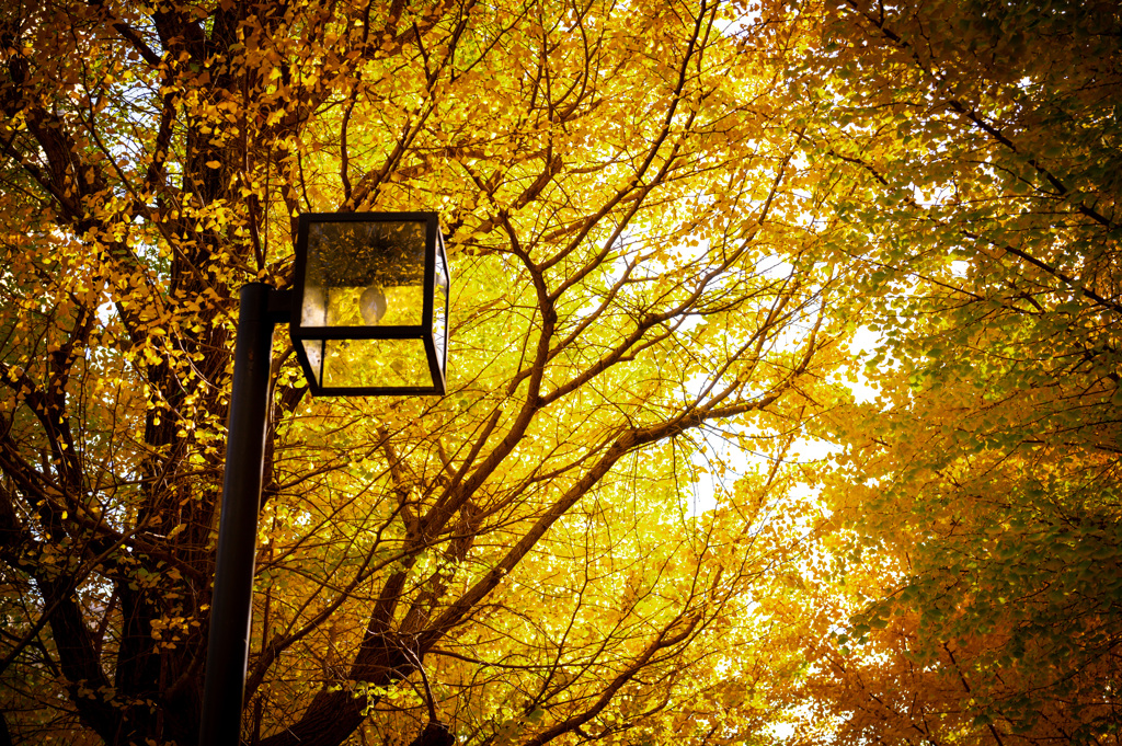 秋の街灯