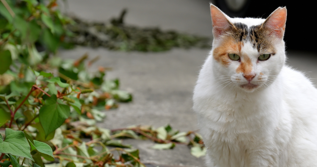 近所のねこ