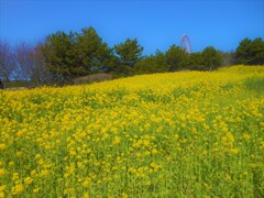 菜の花畑