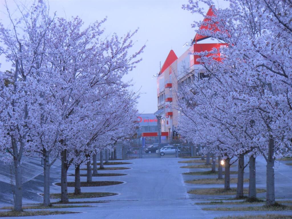 桜並木