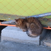 ずりおちそう・・・