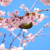 天高く鳥肥ゆる春！！