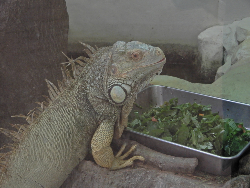 お食事なうなのですよ