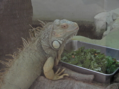 お食事なうなのですよ