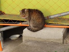 こんにちは。マヌルに御用ですか？
