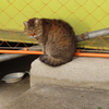 こんにちは。マヌルに御用ですか？