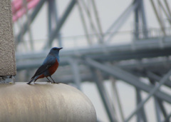 幸せの青い鳥、再び！！