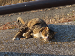 遊べて満足ですニャ♪