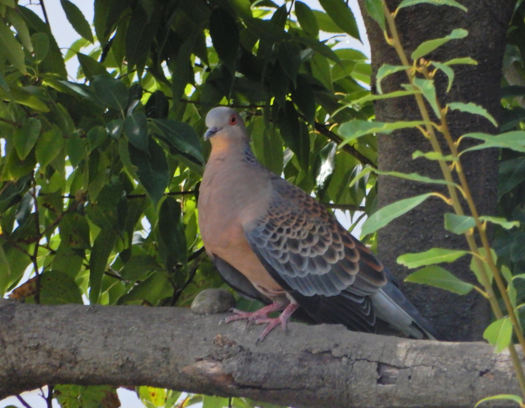 鳴き方、だいぶ上手くなったんだよ♪