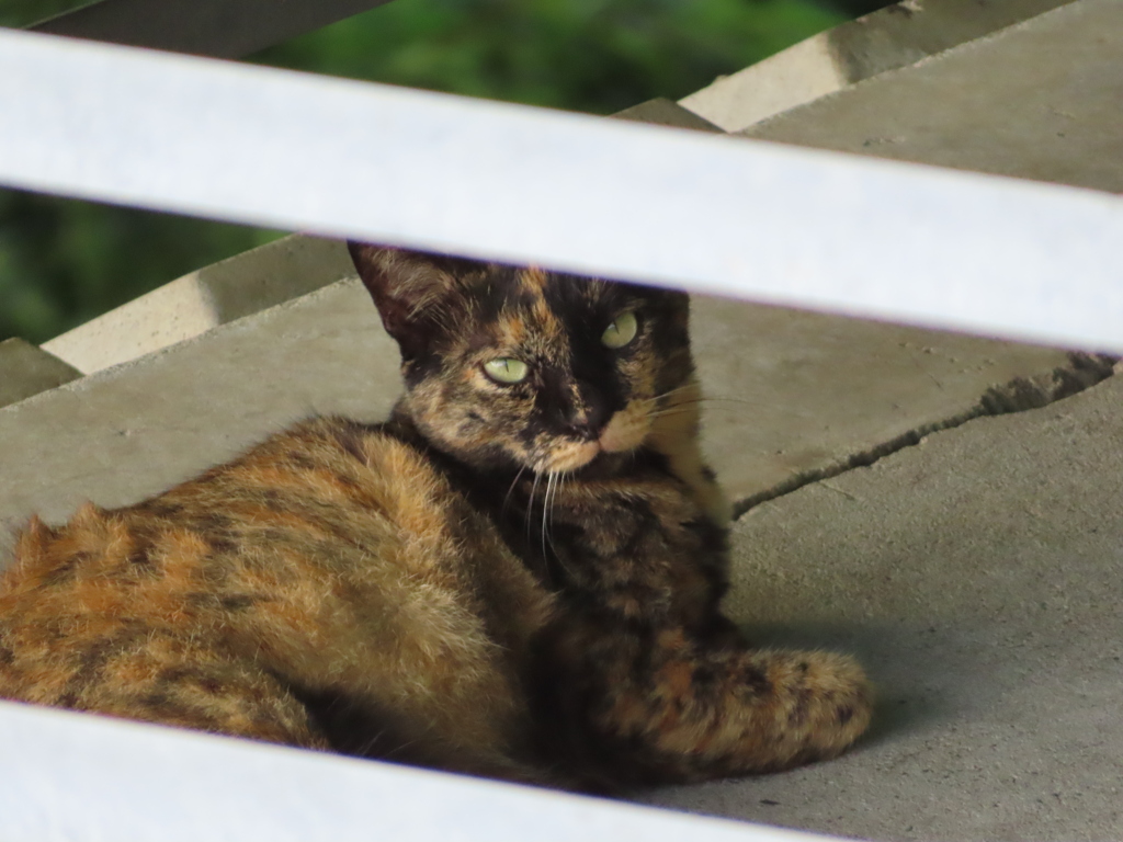 史上最高の「かわいい」をあニャたに！！