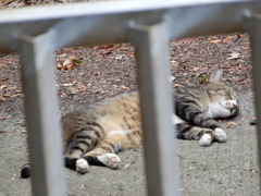 ニャんだあんたか。おやすみ。。。