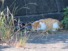 涼し気なひと時