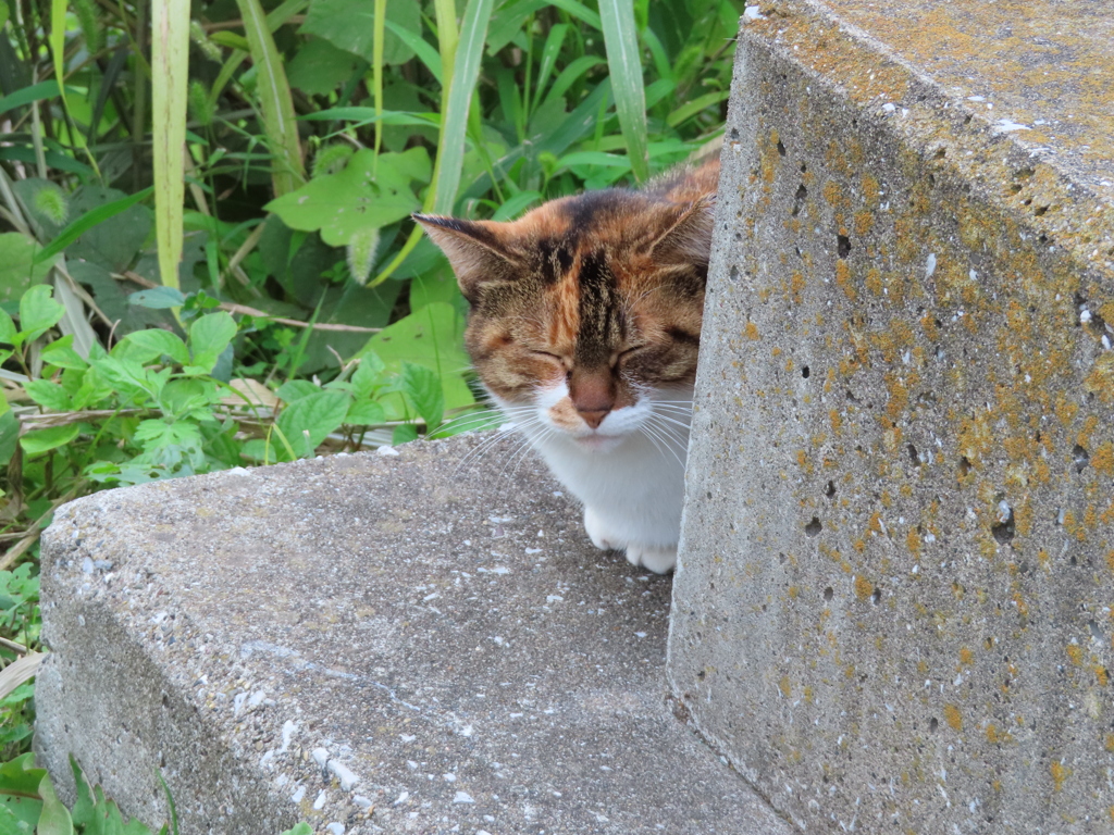 今日は家政婦スタイルですにゃ。