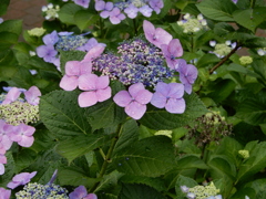 雨上がりの紫陽花