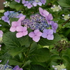 雨上がりの紫陽花