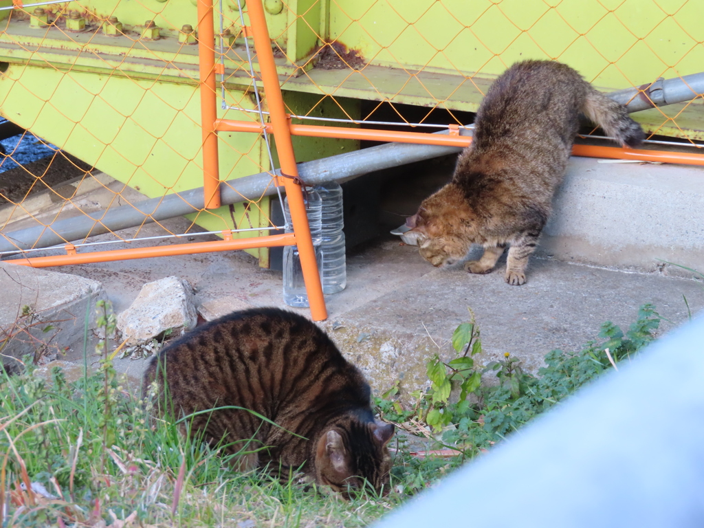 思い思いに猫草を食す。。。