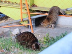思い思いに猫草を食す。。。