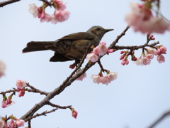 次はどの花にしようかな♪